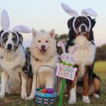 Dog Poop Pickup in Commerce Michigan