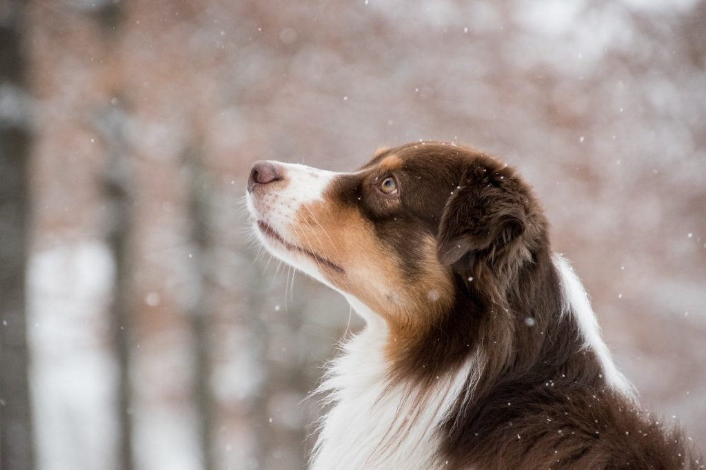Dog Poop Pickup in Commerce Michigan