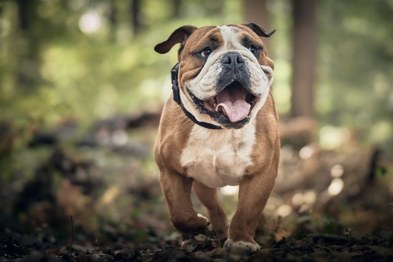 Dog Poop Pickup in Commerce Michigan