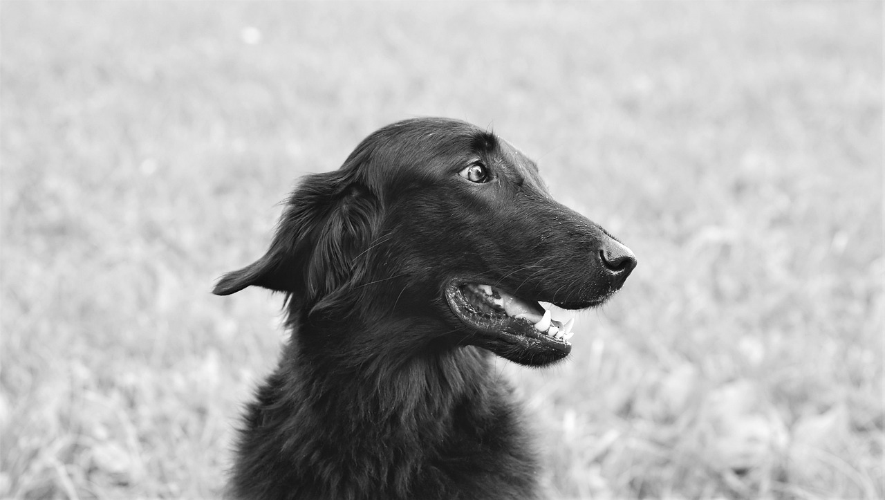 Dog Poop Pickup in Commerce Michigan