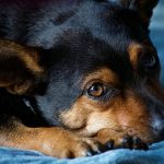 Dog Poop Pickup in Commerce Michigan