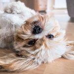 Dog Poop Pickup in Commerce Michigan