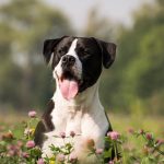 Dog Poop Pickup in Commerce Michigan