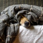 Dog Poop Pickup in Commerce Michigan
