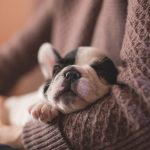 Dog Poop Pickup in Commerce Michigan