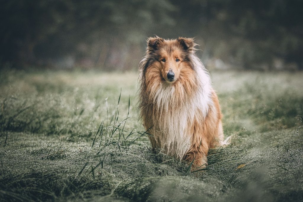 Dog Poop Pickup in Commerce Michigan